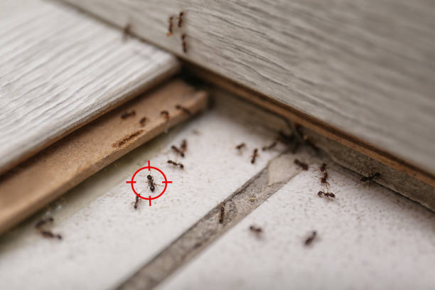 Best Rodent Control Near Me  in Coloma, MI