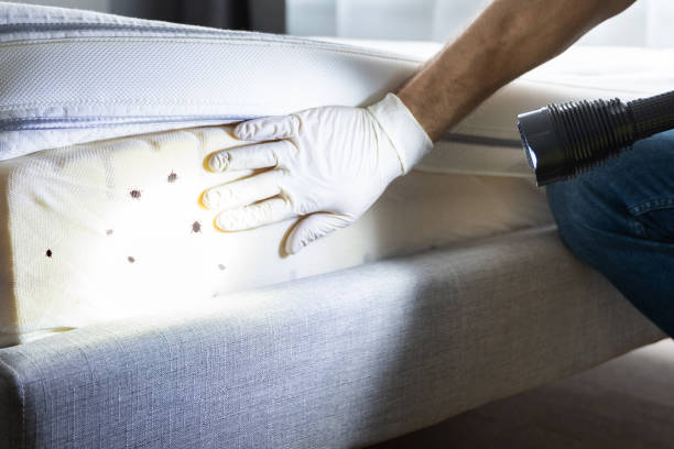 Best Ant Control Services  in Coloma, MI