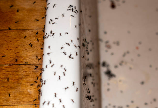 Best Commercial Pest Control Services  in Coloma, MI