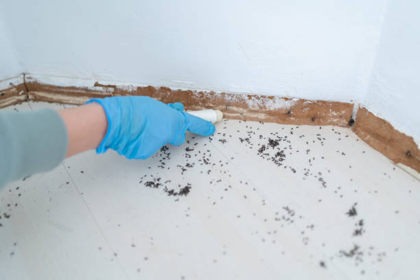 Best Termite Control Services  in Coloma, MI
