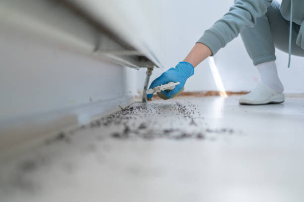 Best Affordable Pest Control Services  in Coloma, MI